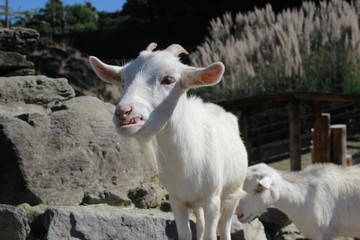 アルプスの小屋にて