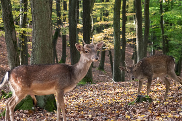Free deers in the park of Obora Holedna in Brno