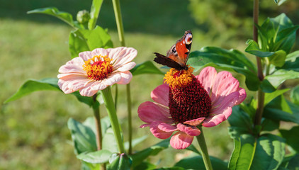 The butterfly on a flower