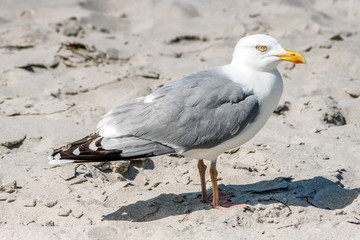 Möwe