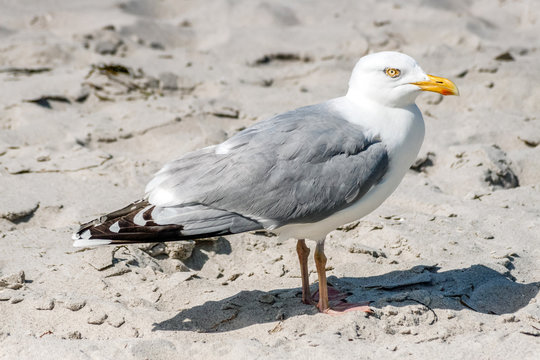 M&ouml;we