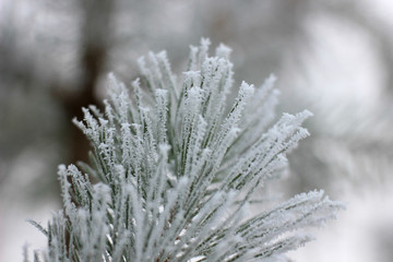 a cedar branch covered with frost