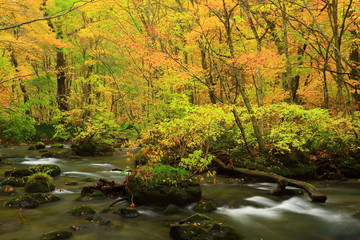 紅葉の奥入瀬渓流