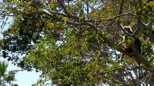 Monkey gibbons lesser ape sitting in tree on island habitat environment.
