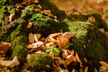 Moss with fallen leaves in autumn