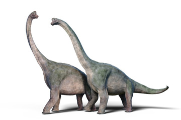 Brachiosaurus altithorax couple (3d render isolated on white background)