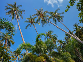 Coconut palms on the background of blue sky