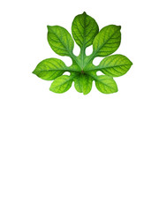 bright green leaves isolate on white background , clipping path