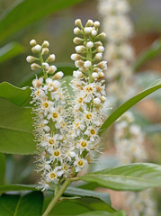 Blühender Kirschlorbeer, Prunus laurocerasus