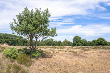 Fototapeta premium Landscape.