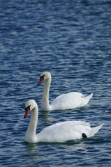 Swans