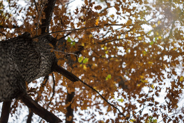 Leaves from a tree