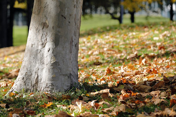 autumn leaves at the foot of a tree