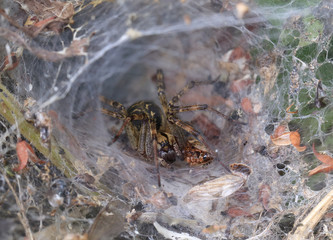 Labyrinth Spider (Agelena labyrinthica) in her funnel-shaped web, Welney WWT Reserve, Norfolk, England, UK.
