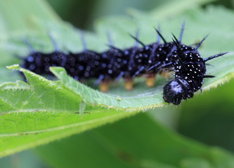 Peacock butterfly (Inachis io) caterpillar on Stinging Nettle, Welney WWT Reserve, Norfolk, England, UK.