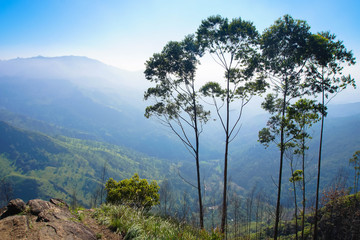 Mountainous Foggy Landscape with Trees in Sri Lanka