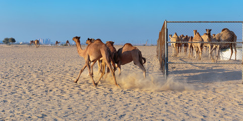 Camels on a farm in Dubai