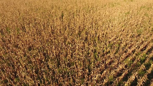 Field with ripe corn. Dry stalks of corn. View of the cornfield from above. Corn plantation, mature cobs, ready to harvest.
