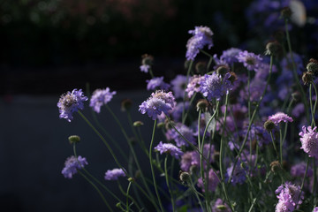 Scabiosa columbaria ' butterfly blue ', blossom on dark background