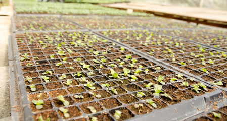 Young seedlings of cucumbers in tray. The vegetable tray in the farm.