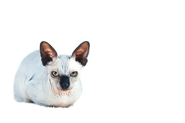 Cat of breed the canadian Sphynx isolated