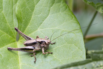 Dark Bush-cricket (Pholidoptera griseoaptera), male, at WWT Welney Centre, Norfolk, England, UK.
