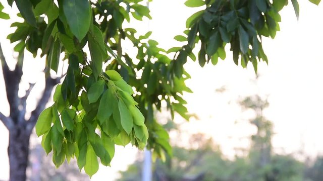 beautiful nature leves