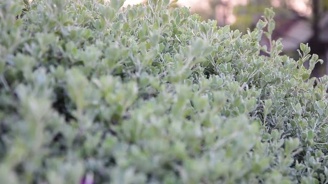 beautiful nature leves