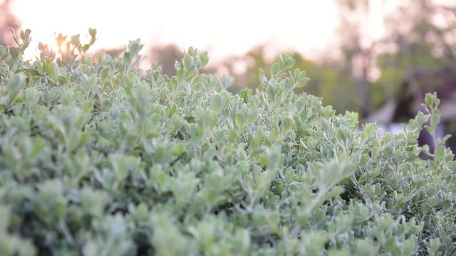 beautiful nature leves