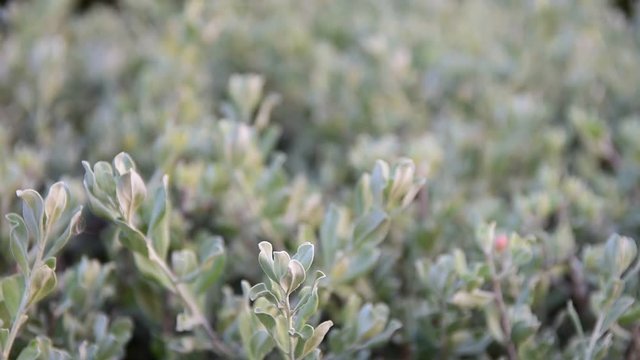 beautiful nature leves