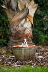 Obraz premium Bucket