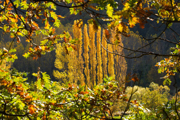 Altos Chopos amarillos en otoño encuadrados entre ramas y hojas de roble