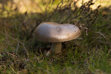  Una Seta Amanita vaginata Amanitopsis