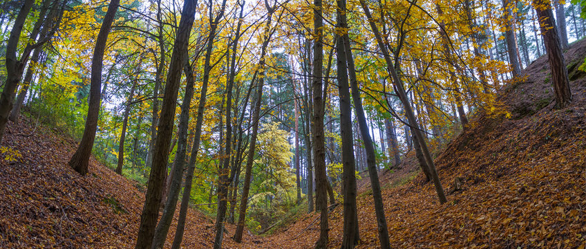 Vista panoramica de dos vertientes en bosque oto&ntilde;al de especies variadas con el suelo cubierto de hojas caidas