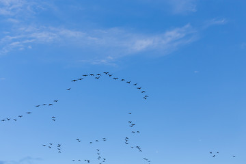 Group of migrating geese birds
