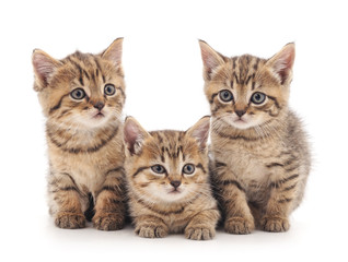 Fototapeta na wymiar Three kittens.