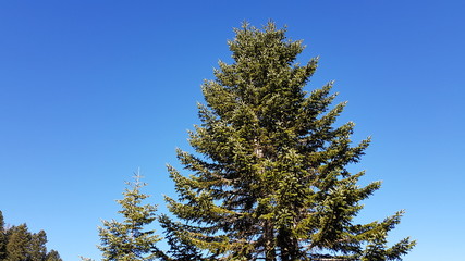 Chiusa di Pesio - Percorso per Rifugio Garelli