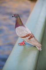 Taking in the View, Bird's Eye View