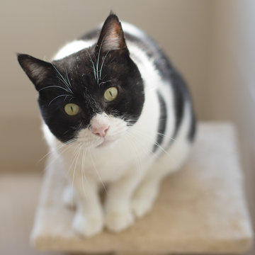 Gato blanco y negro