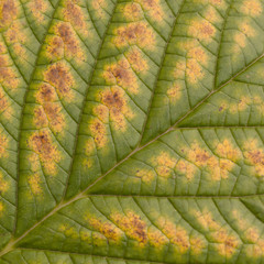 unusual autumn leaf with a graphic pattern of veins, macro