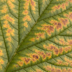 unusual autumn leaf with a graphic pattern of veins, macro