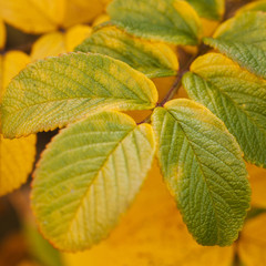beautiful autumn leaf of wild rose
