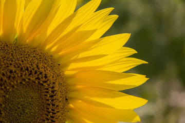 Un cuarto de girasol