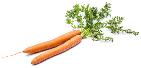 Two fresh long orange carrots with leaves isolated on white background