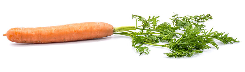 One fresh long orange carrot with green leaves isolated on white background