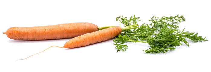 Two fresh long orange carrots with green leaves isolated on white background