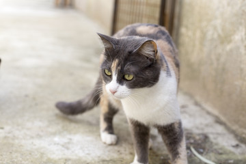 Gata tricolor en centro de adopción