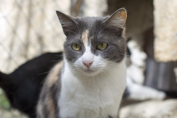 Gata tricolor en centro de adopción