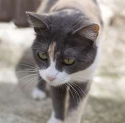 Gata tricolor en centro de adopción