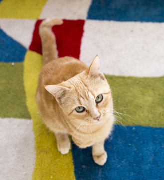 Gato naranja